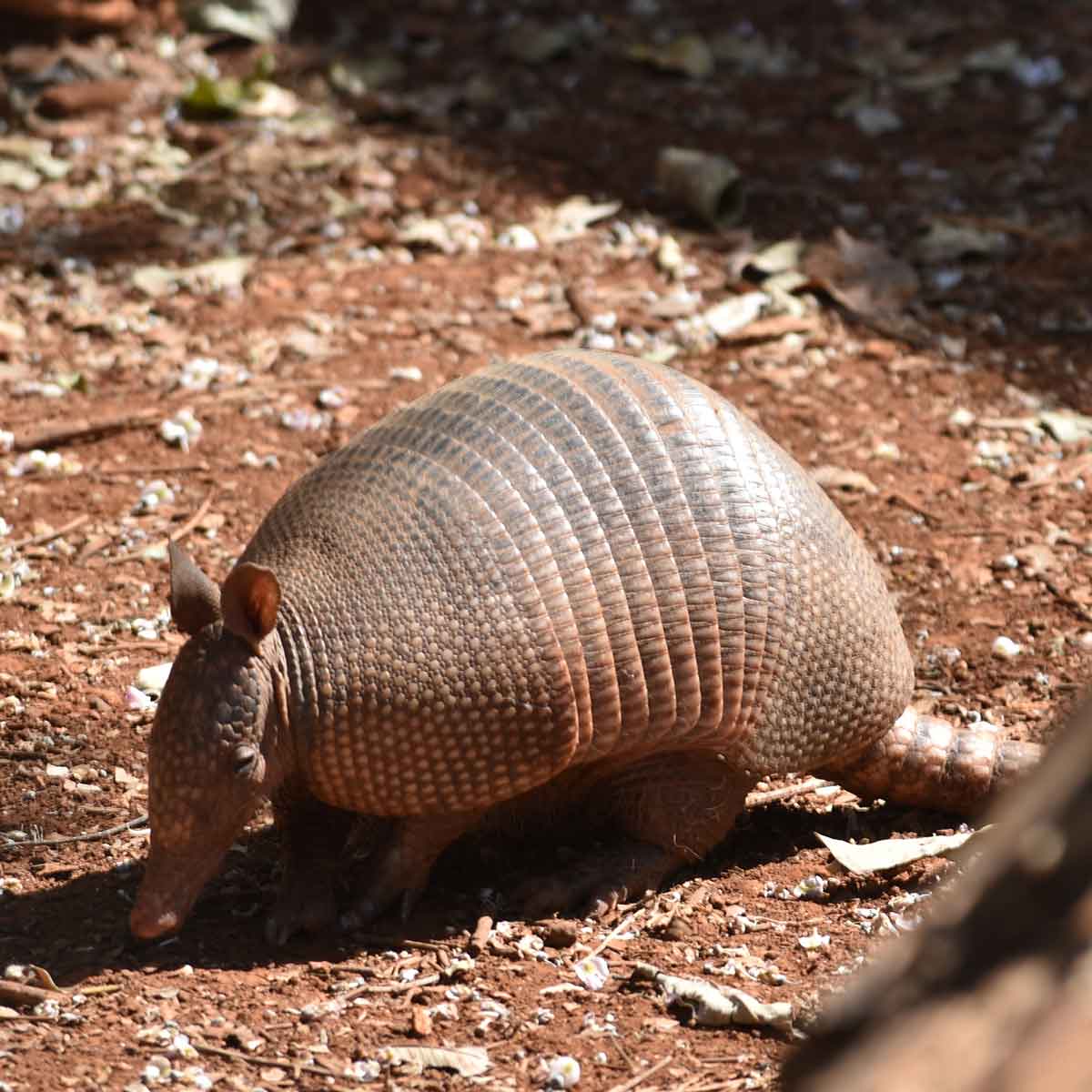 Armadillo