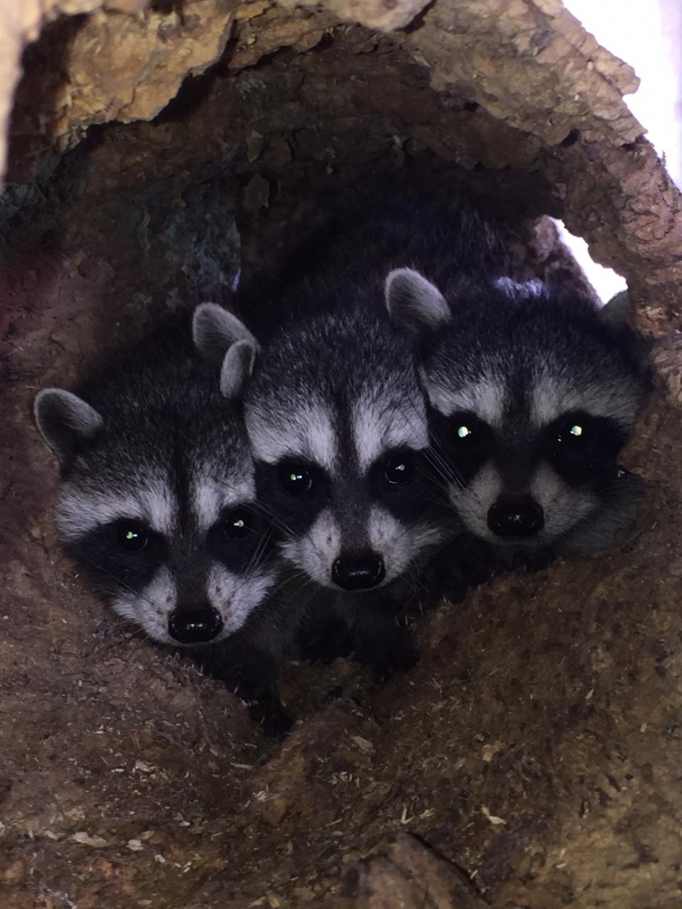 Mapaches rescatados